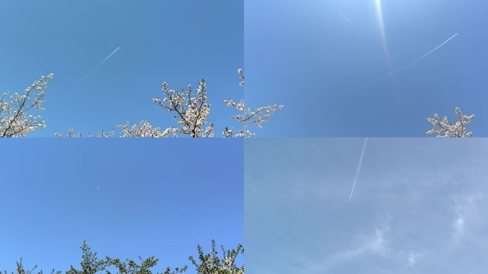 樱花树 仰望蓝天 飞机飞行拉线