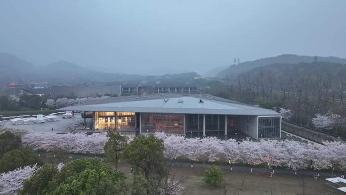 杭州良渚大屋顶樱花