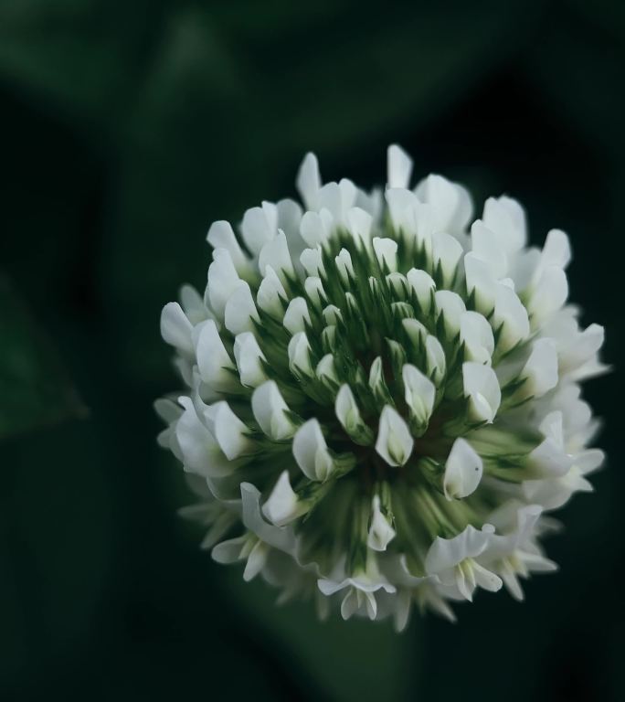 白车轴草花特写