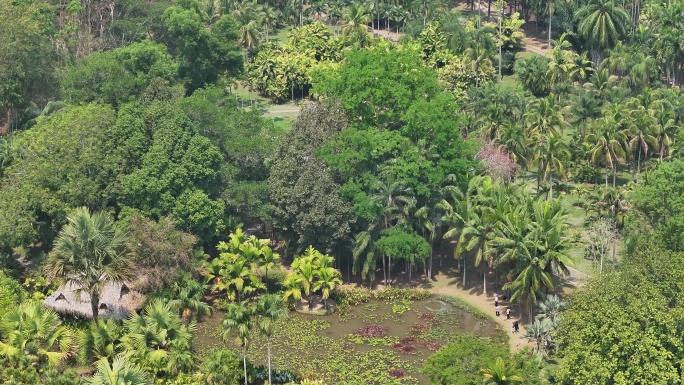 4K-Log-航拍中科院热带植物园