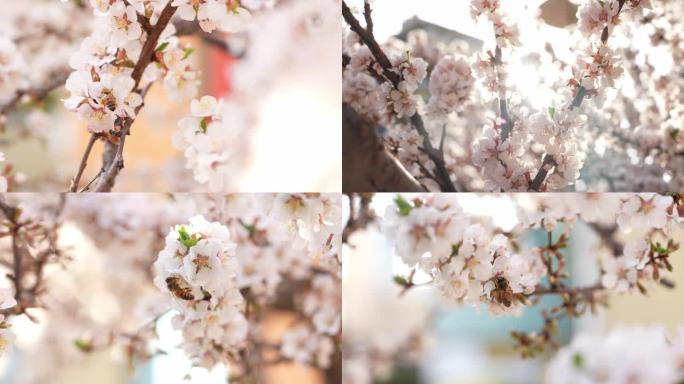 【4K】春天杏花蜜蜂空镜合集