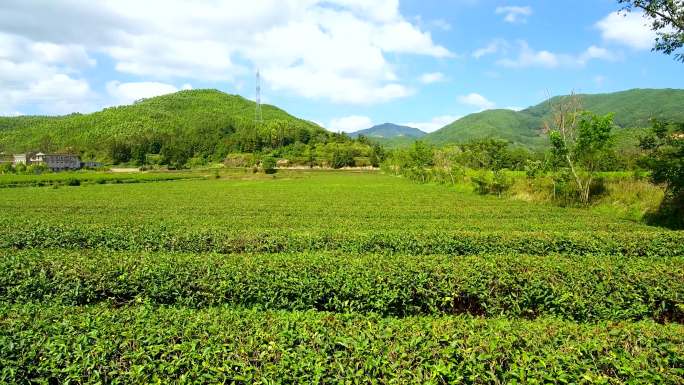 仙游龙华金溪茶园