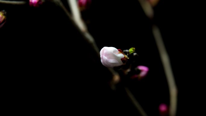 桃花开花延时