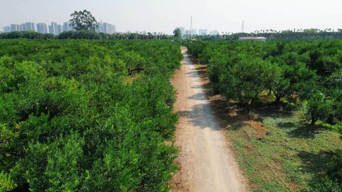 广东新会陈皮双水种植基地