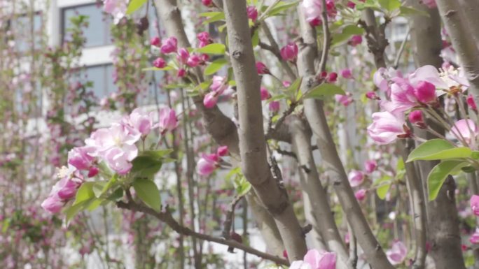 春日花开实景拍摄