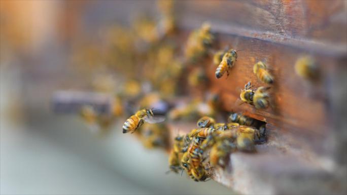 春天蜜蜂在不同的花朵中采蜂蜜