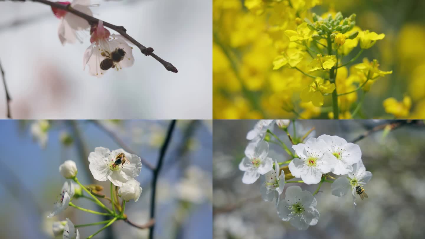 春天蜜蜂在不同的花朵中采蜂蜜