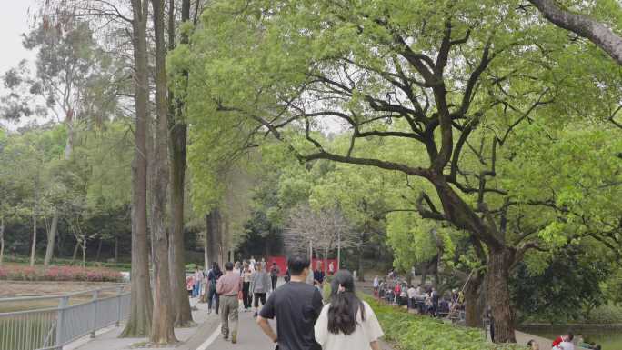 春天美景，广州天河公园绿树成荫游人如鲫。