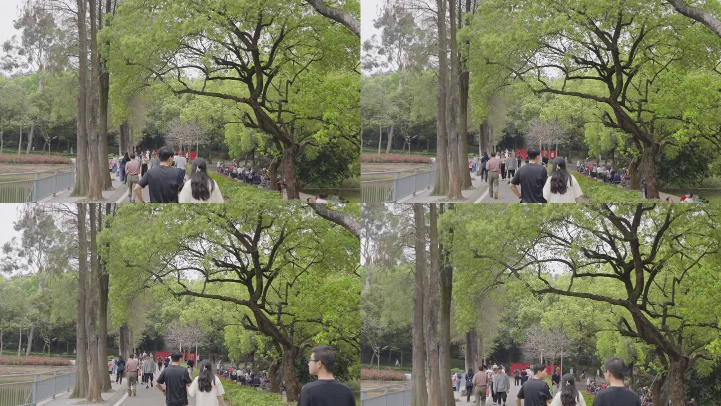 春天美景，广州天河公园绿树成荫游人如鲫。