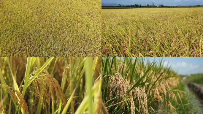 大米 稻谷 水稻 稻田 粮食 丰收
