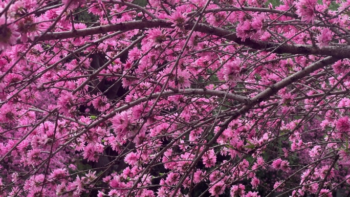 春天河边的粉色桃花