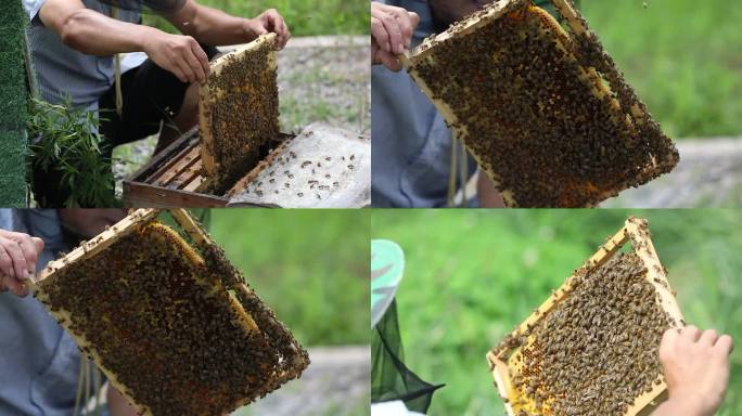 蜂农蜜蜂