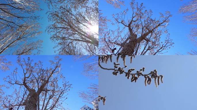 春天萌动的杨树林