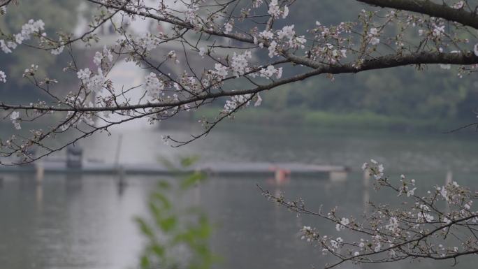 春天杭州西湖樱花盛开