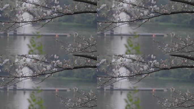 春天杭州西湖樱花盛开