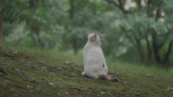 几只小猫在伺机狩猎