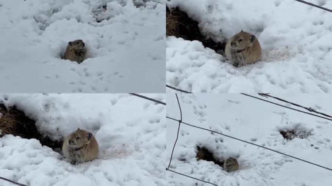 西藏下雪出洞的老鼠