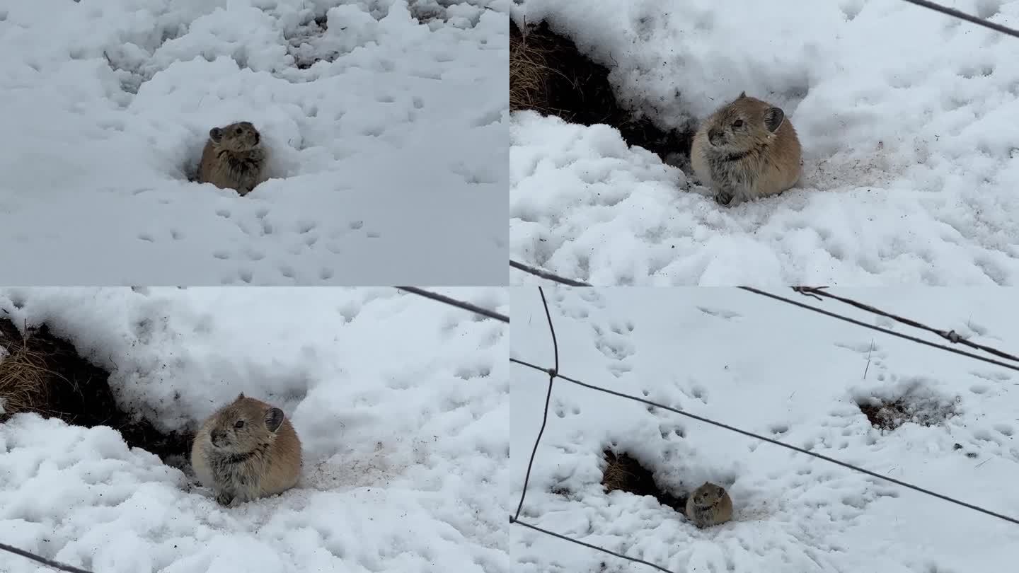 西藏下雪出洞的老鼠