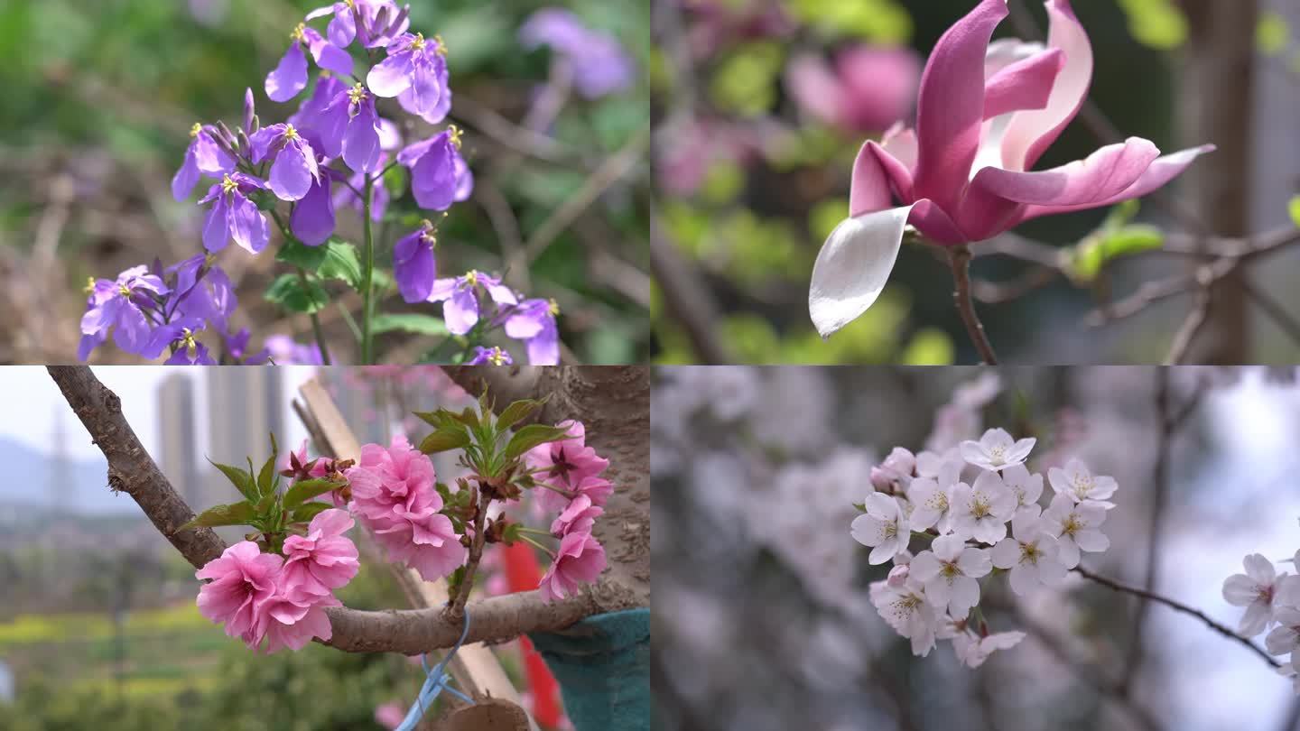 春日花花