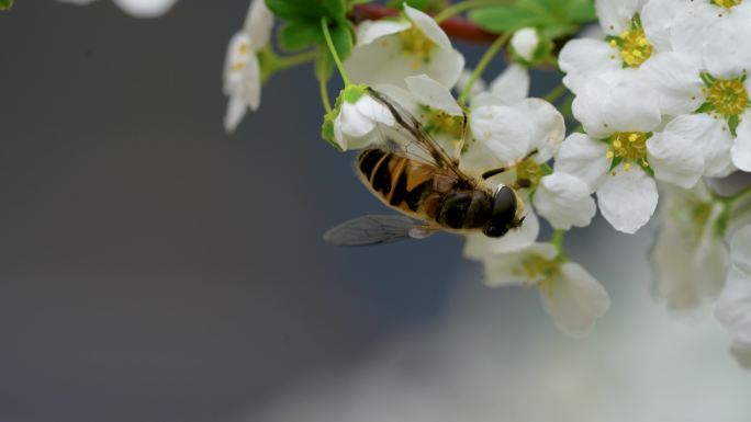 蜜蜂采蜜特写