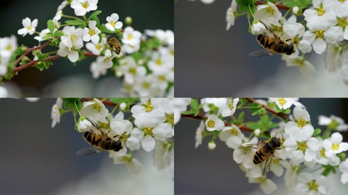 蜜蜂采蜜特写