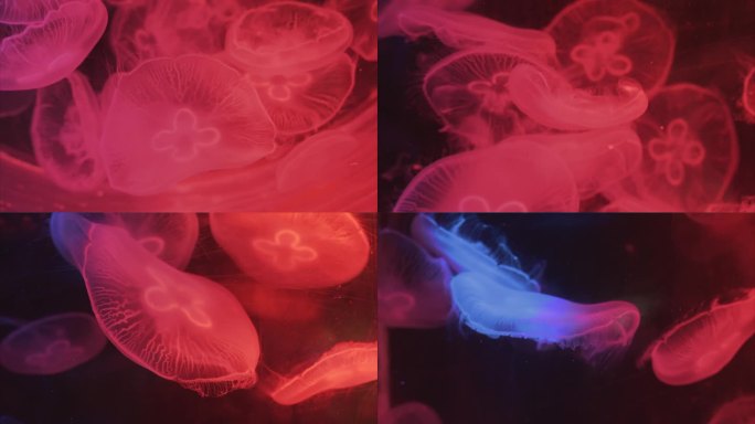 海月水母