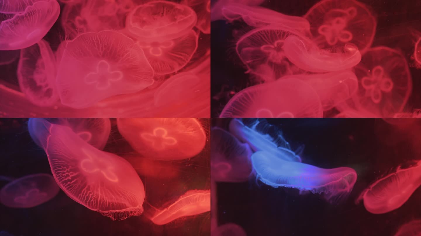 海月水母