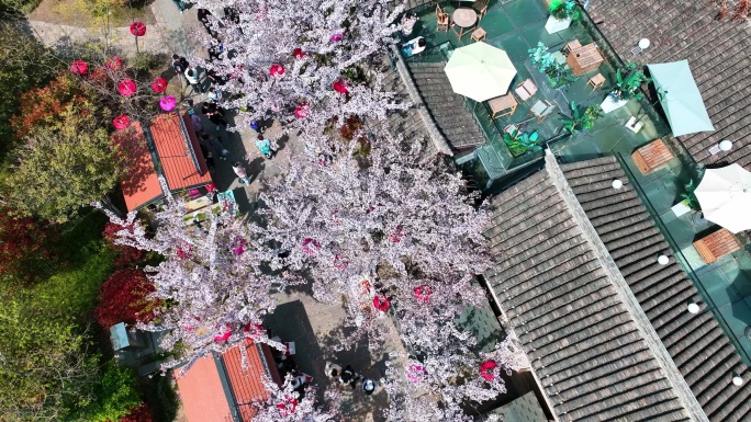 春天古建筑樱花与灯笼航拍徐州市回龙窝