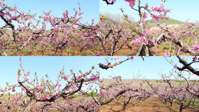 山桃花朵 桃花源桃花瓣 桃花飘 桃花盛开