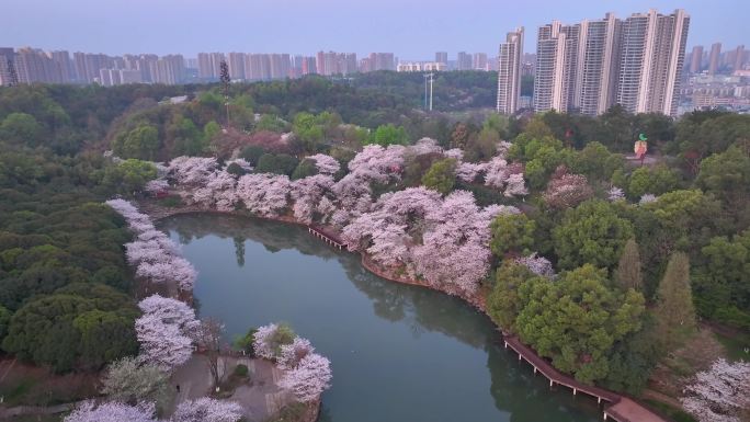 黎明的植物园樱花