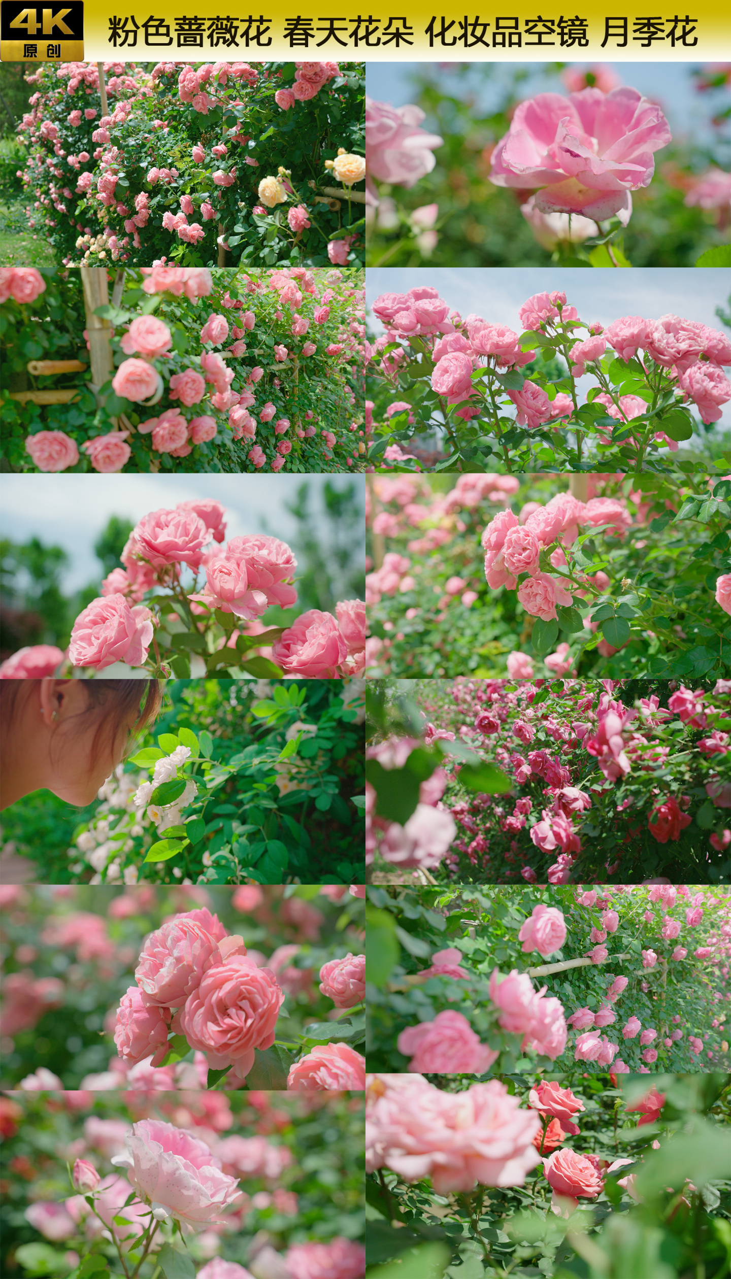 粉色蔷薇花 春天花朵 化妆品空镜 月季花