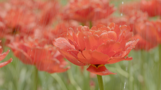 春天鲜花特写 花卉鲜花盛开 鲜花交易市场