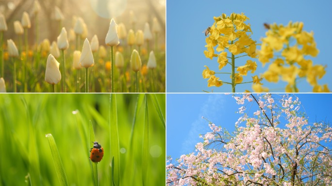 春天大自然万物苏醒花朵蜜蜂惊蛰