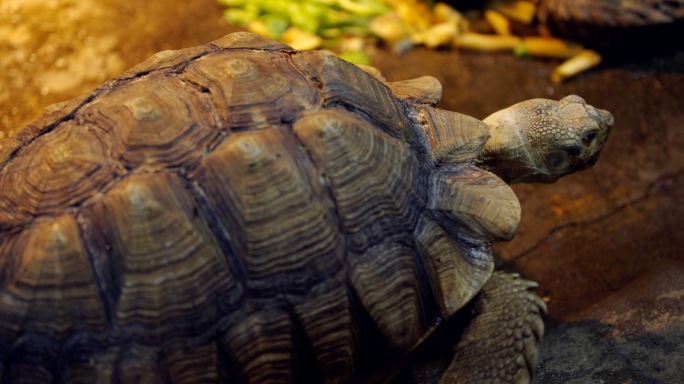 苏卡达陆龟 辐射陆龟 陆龟
