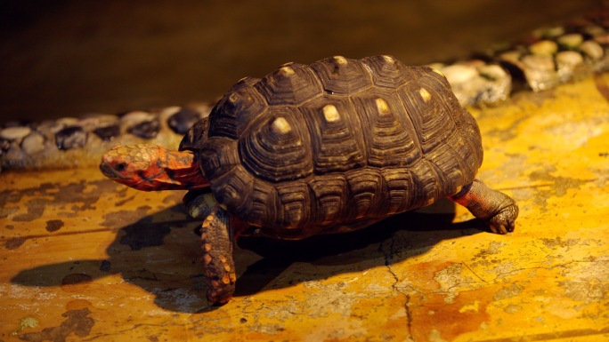 苏卡达陆龟 辐射陆龟 陆龟