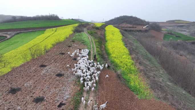 山羊原生态养殖农村放羊高清实拍视频
