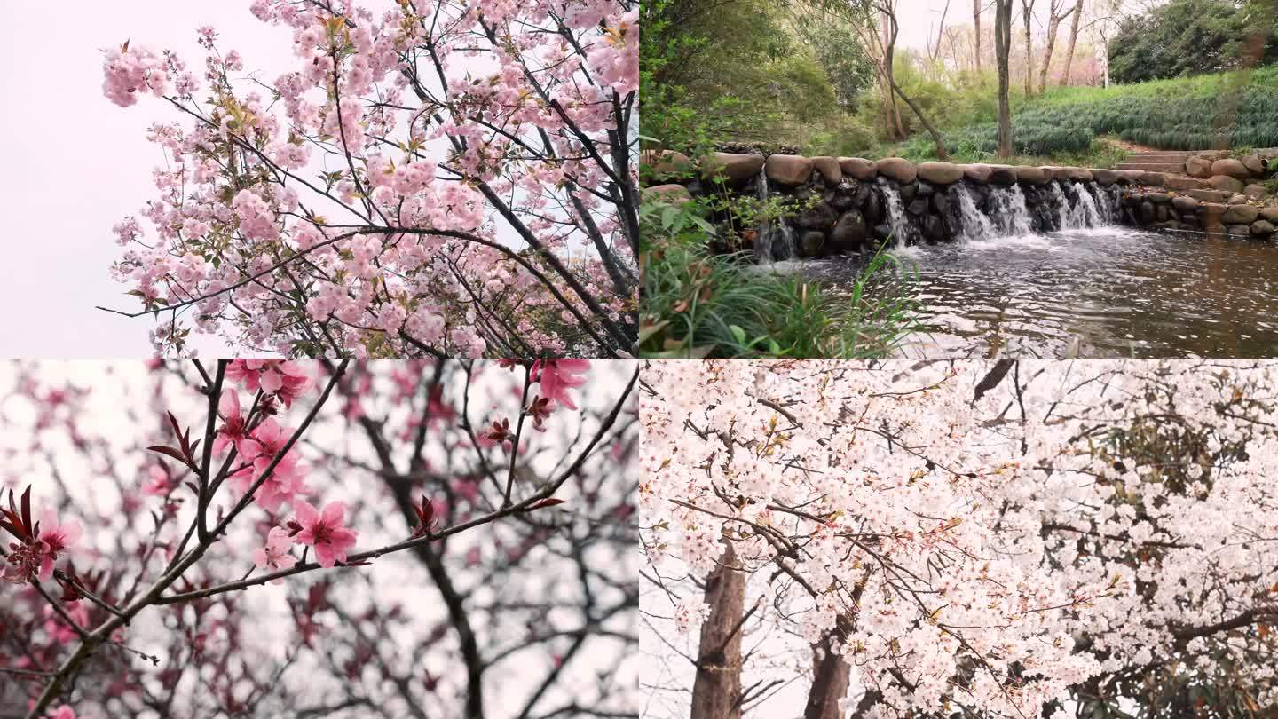樱花,樱花盛开季节4K高清调色素材