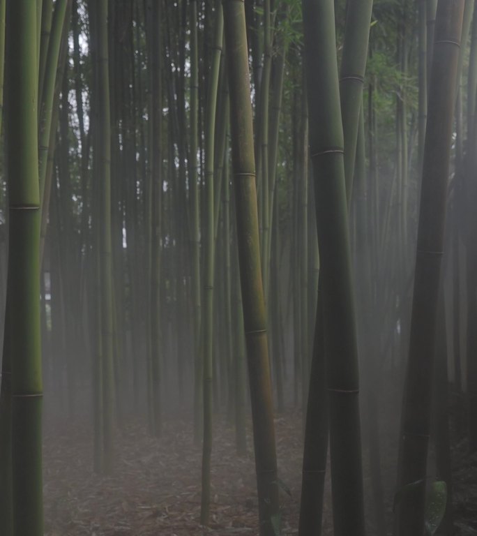 雾气中的竹林