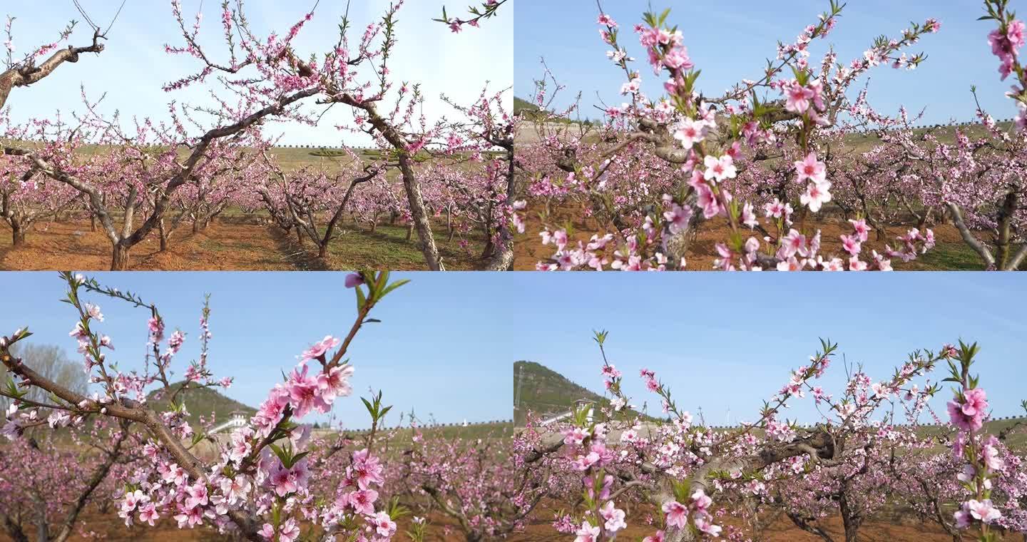 春分 桃花林 桃花 山桃花朵 桃花源 桃