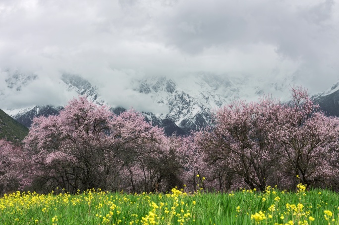 桃花 雪山 农田 油菜地 乌云 延时