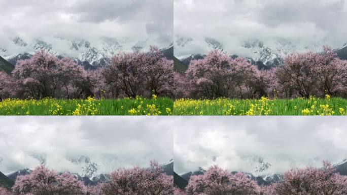 桃花 雪山 农田 油菜地 乌云 延时