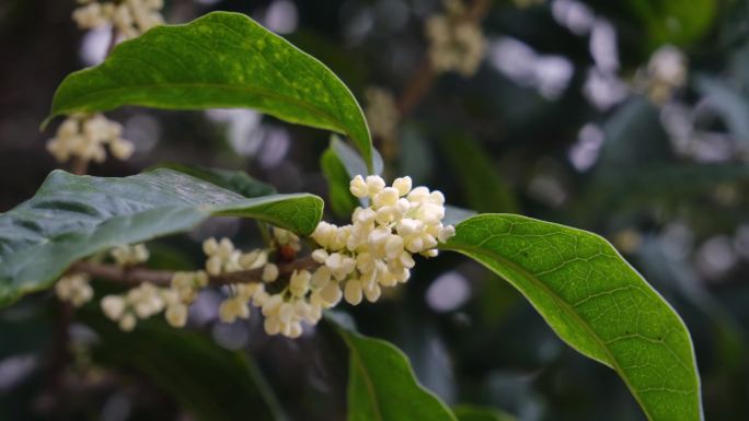 桂花特写桂花树唯美空镜桂花飘落