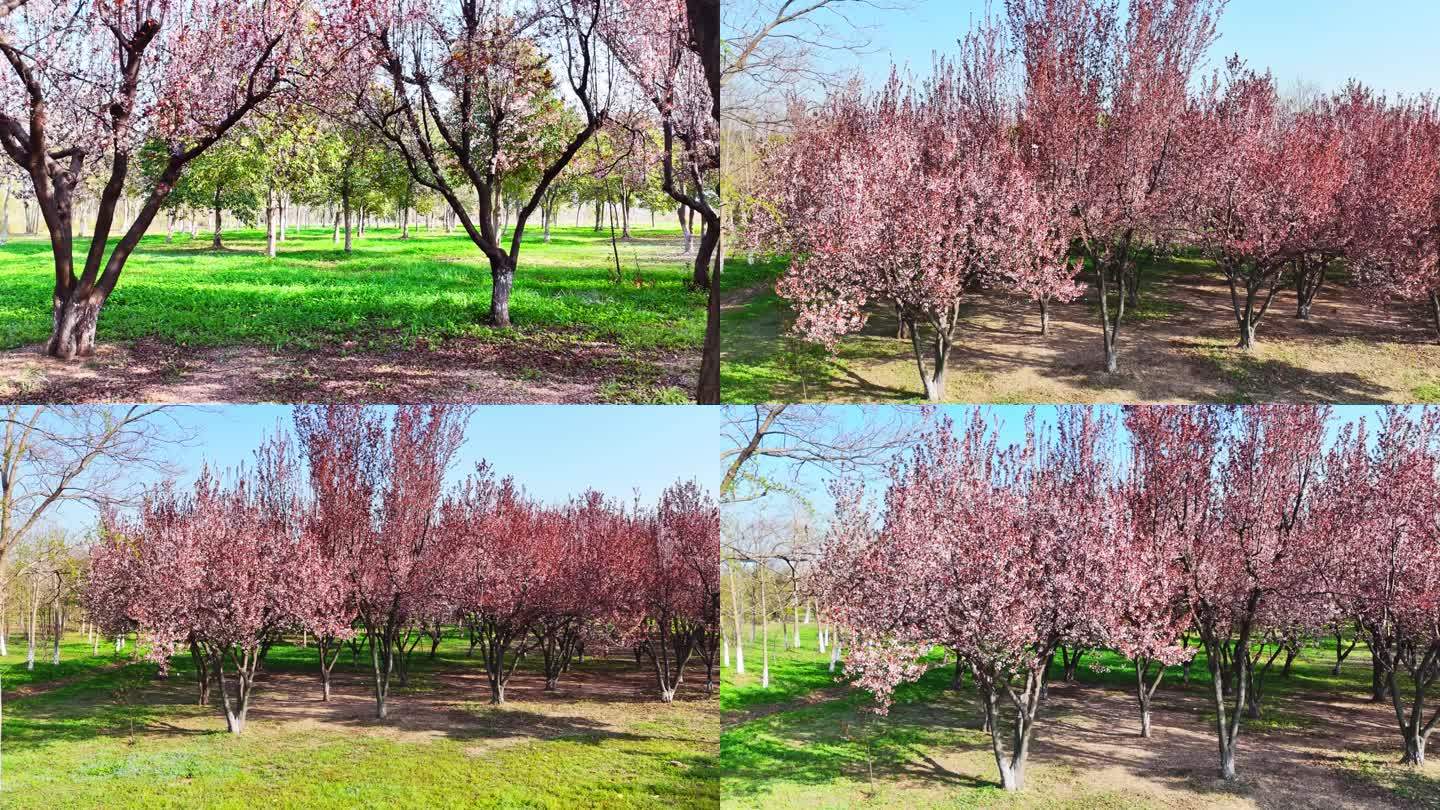 春天 紫叶李 花 植物 春天树木 桃花