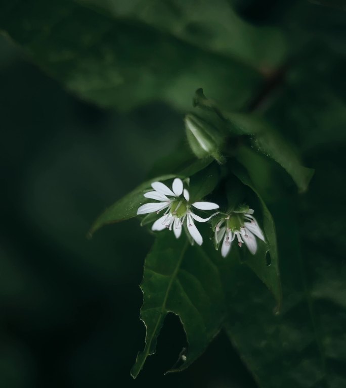 白车轴草花特写