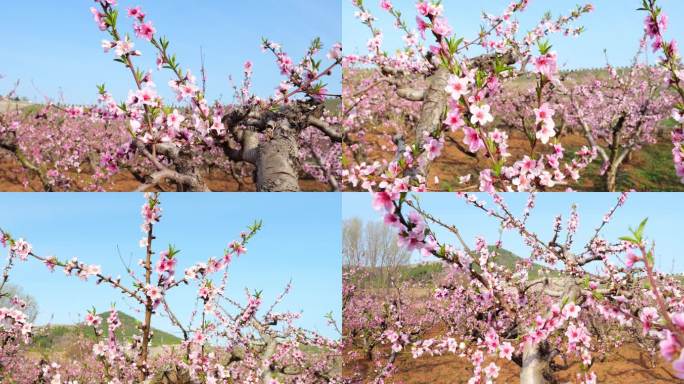 桃园 桃林 春暖花开 春天 桃花特写