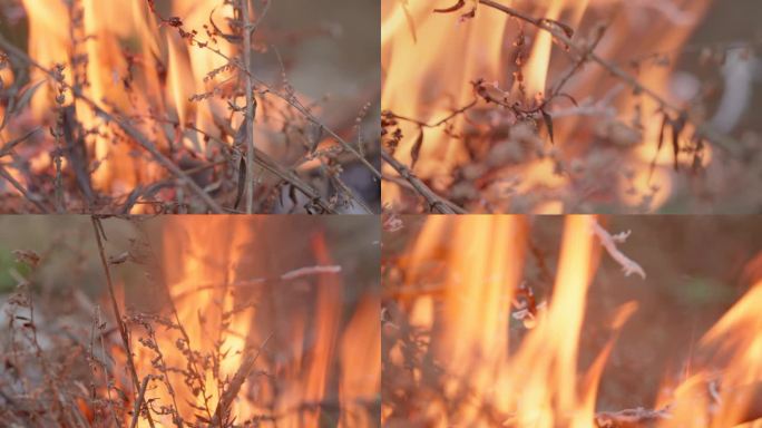森林防火、火焰燃烧