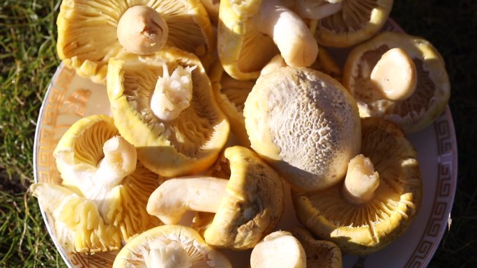 黄金菇 烤蘑菇 西藏美食