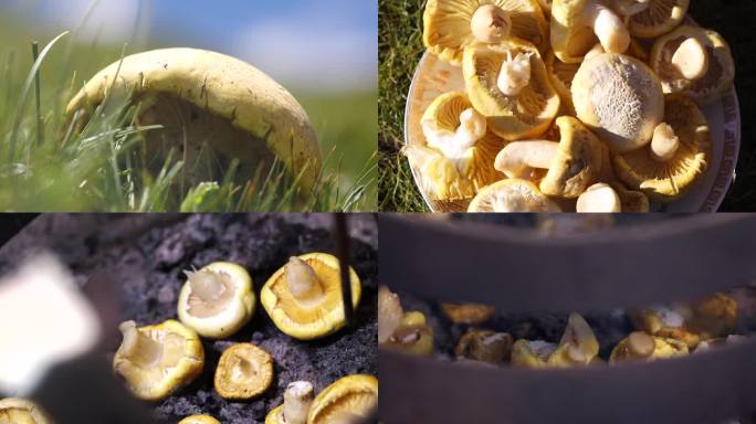 黄金菇 烤蘑菇 西藏美食