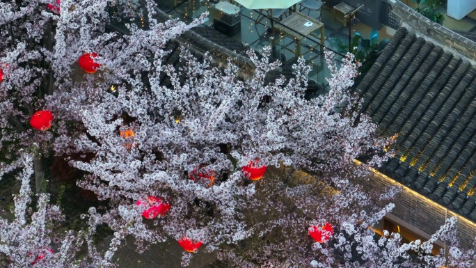 春天古建筑樱花与灯笼夜景航拍徐州市回龙窝