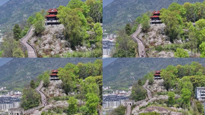 浙江临海台州府城江南长城樱花